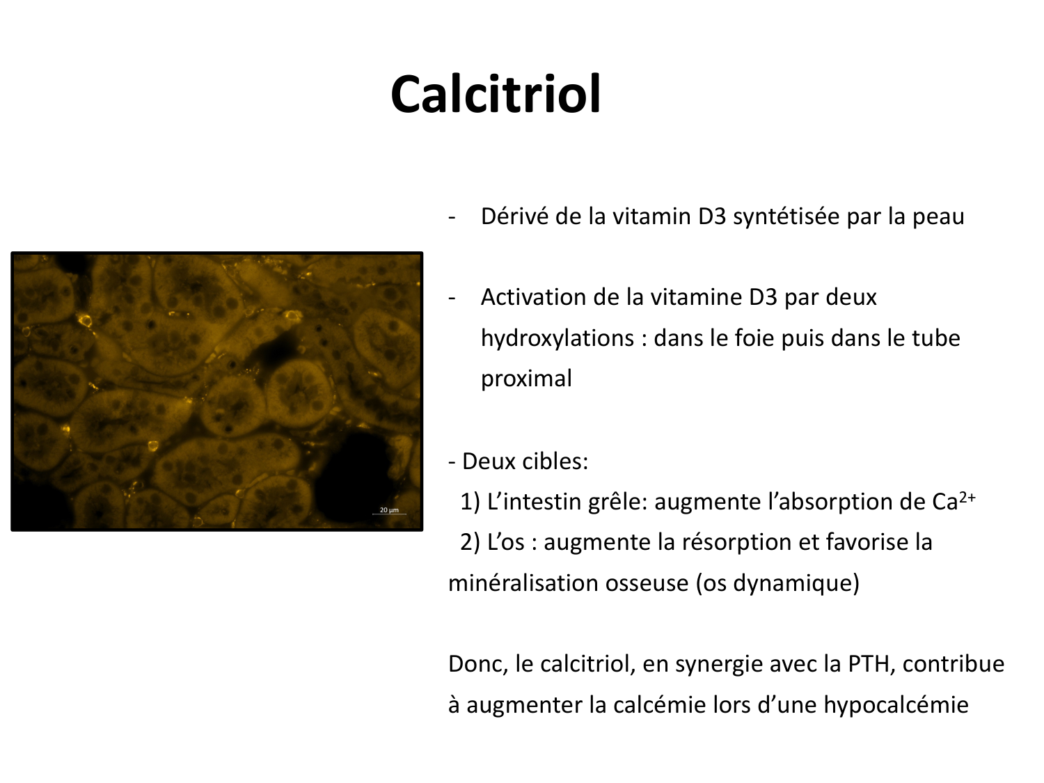 Système urinaire — introduction page 11