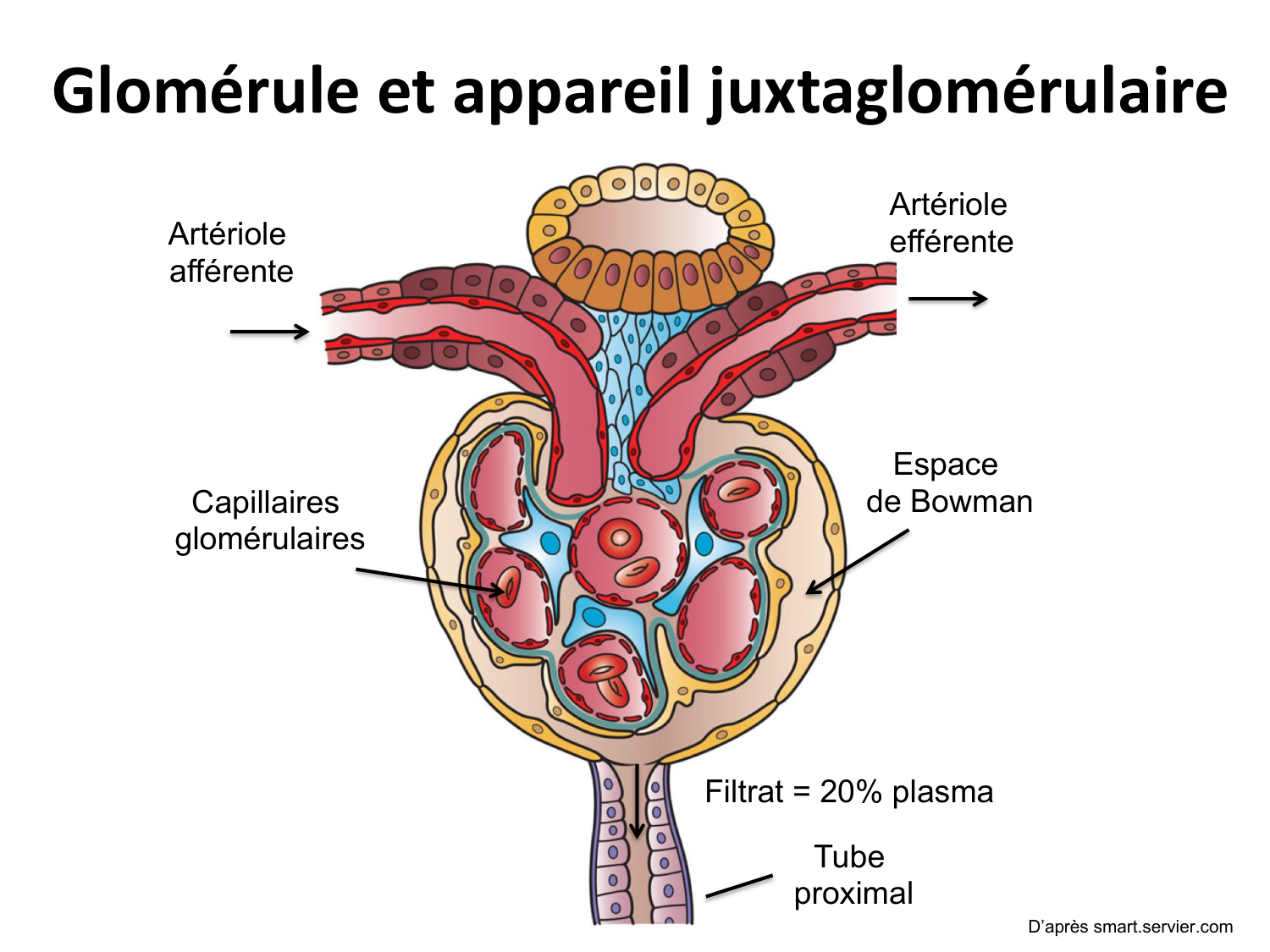 Système urinaire — introduction page 14
