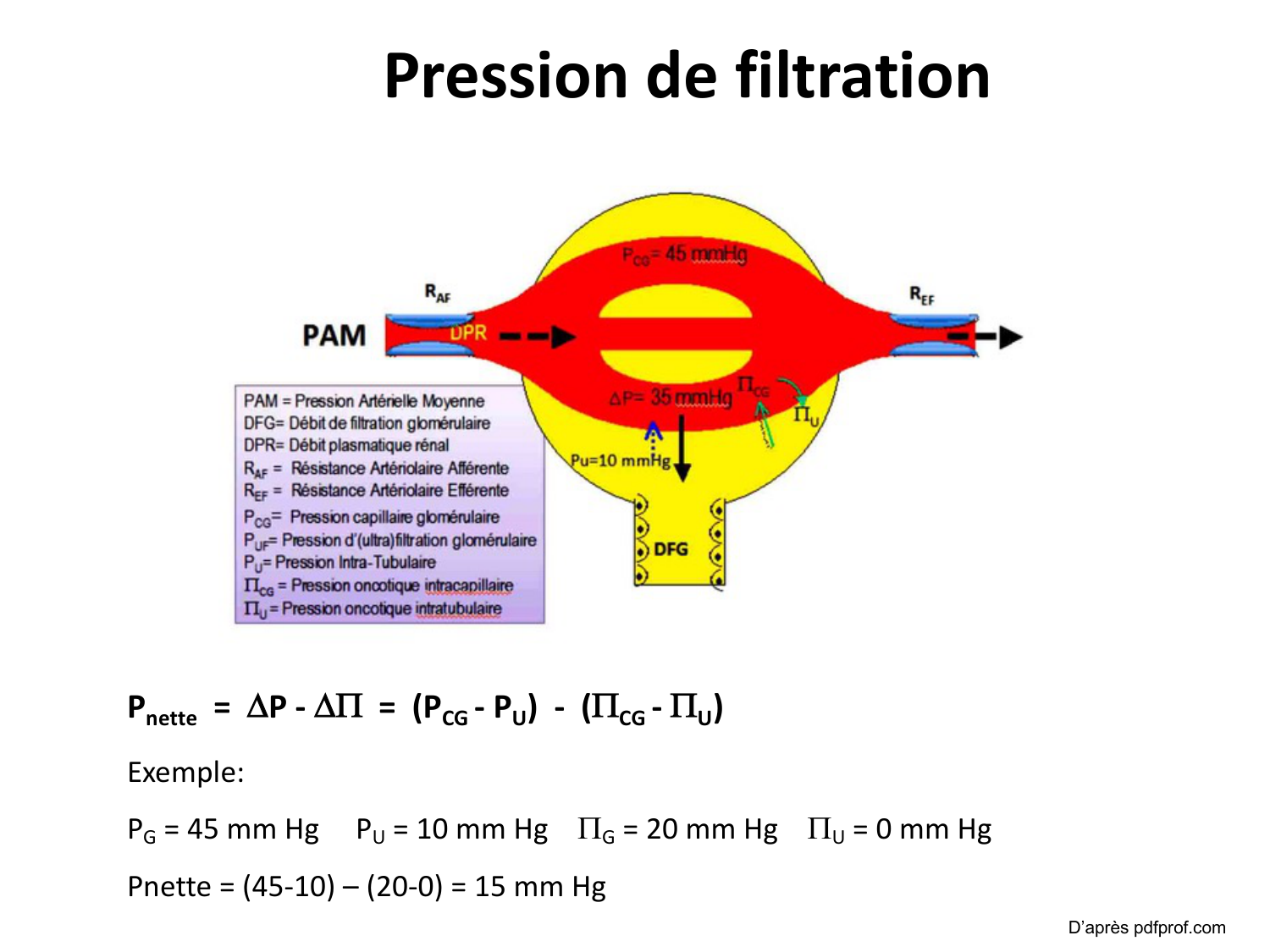 Système urinaire — introduction page 17