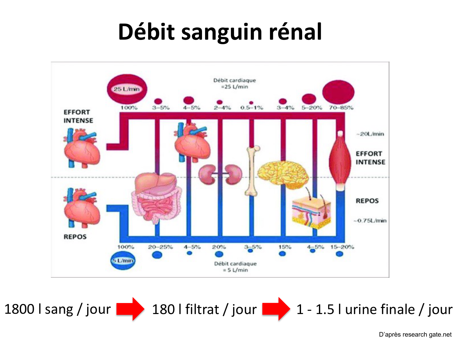 Système urinaire — introduction page 20
