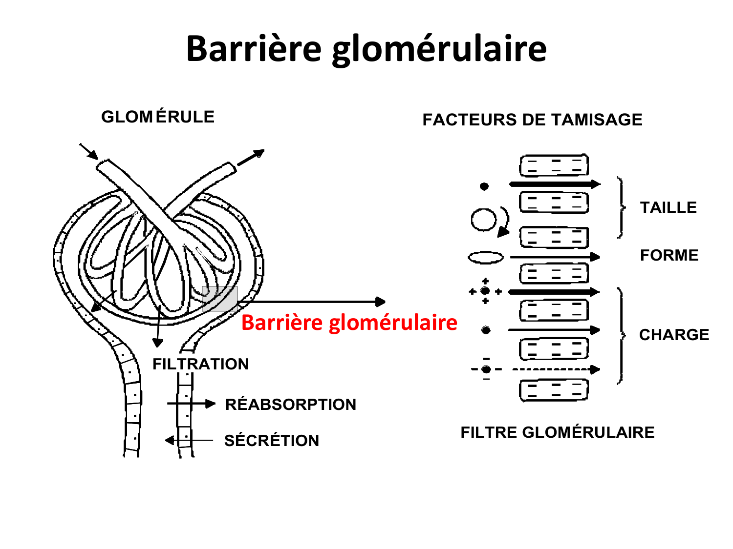 Système urinaire — introduction page 21
