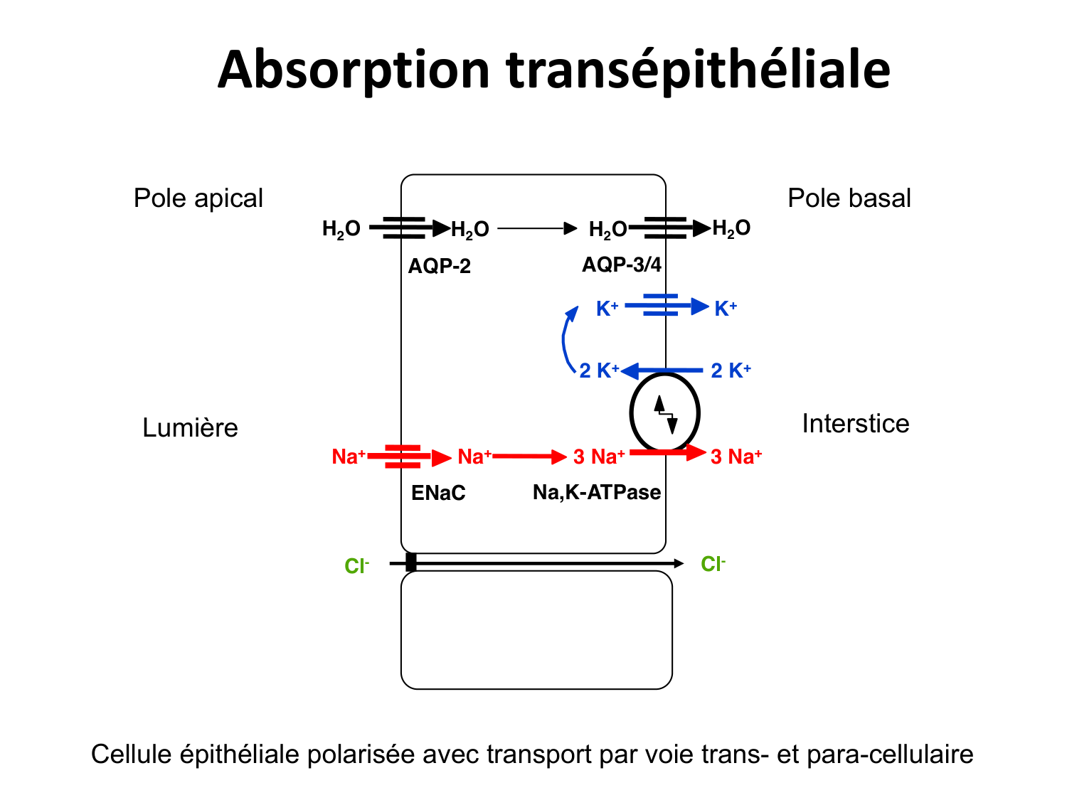 Système urinaire — introduction page 22