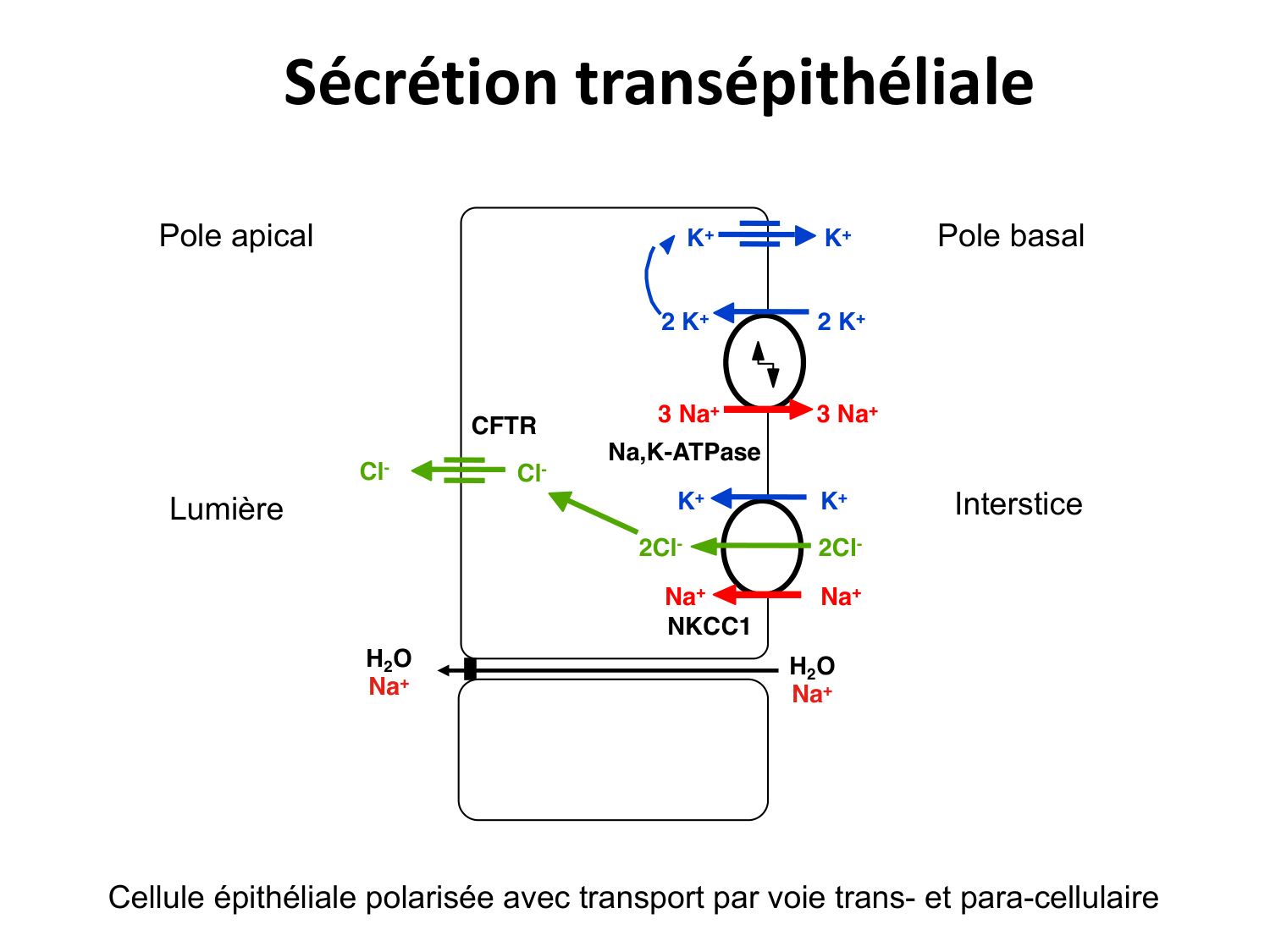 Système urinaire — introduction page 23