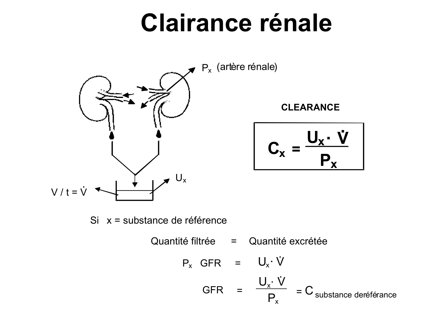 Système urinaire — introduction page 27