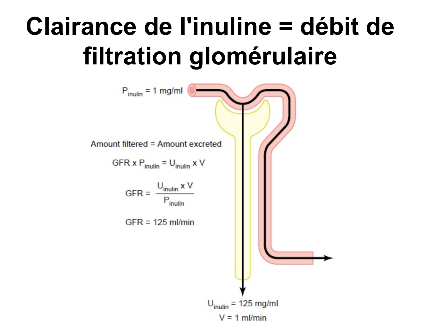 Système urinaire — introduction page 28