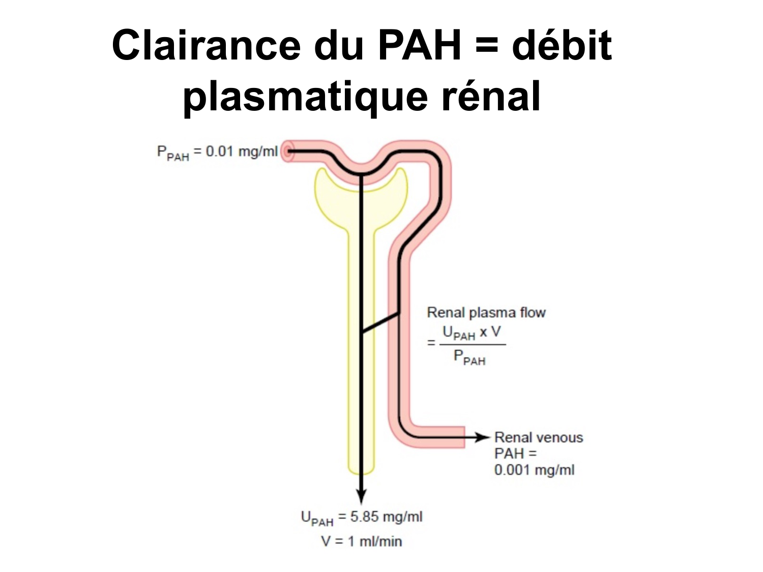 Système urinaire — introduction page 30