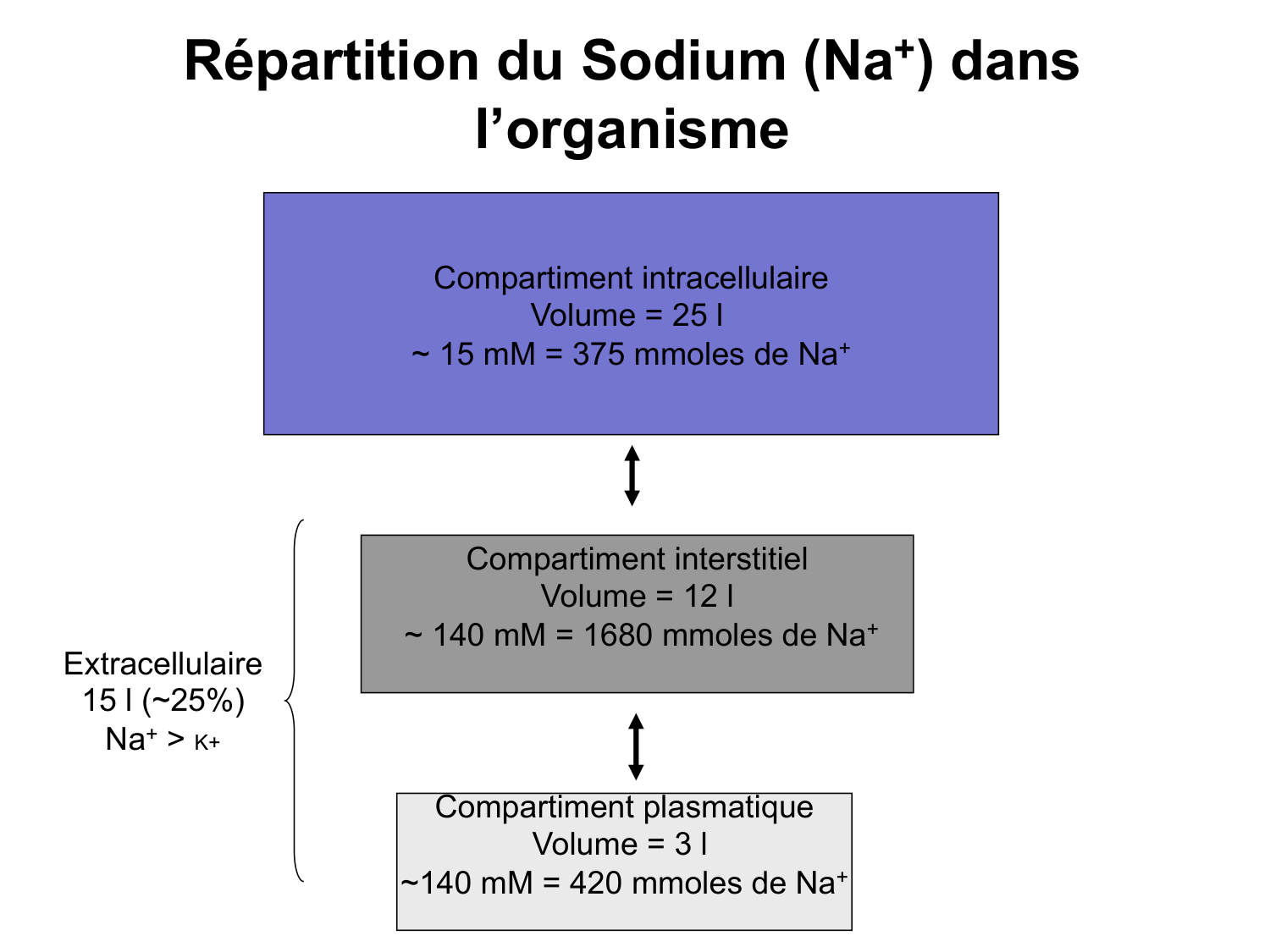 Système urinaire — introduction page 33
