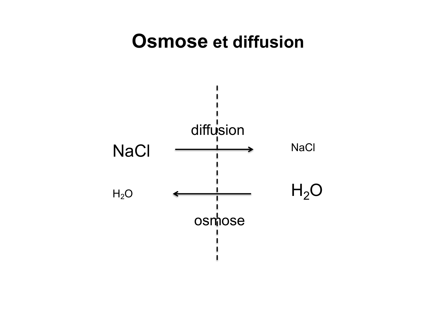 Système urinaire — introduction page 35