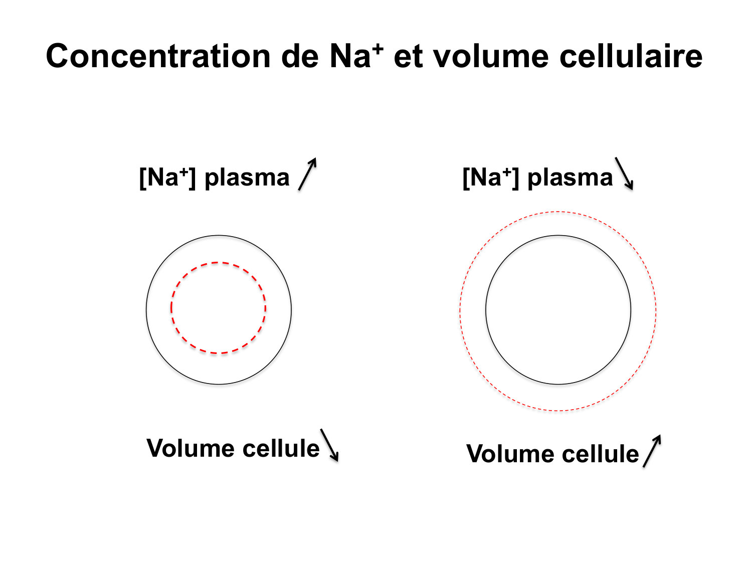 Système urinaire — introduction page 36