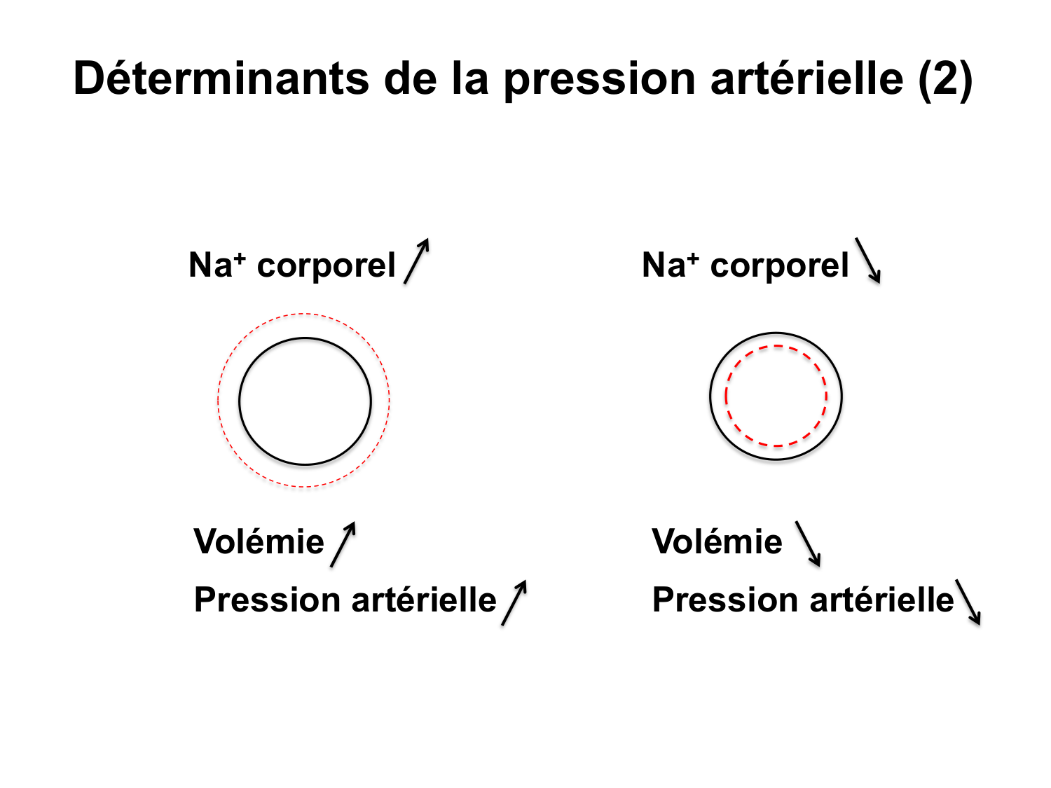 Système urinaire — introduction page 38