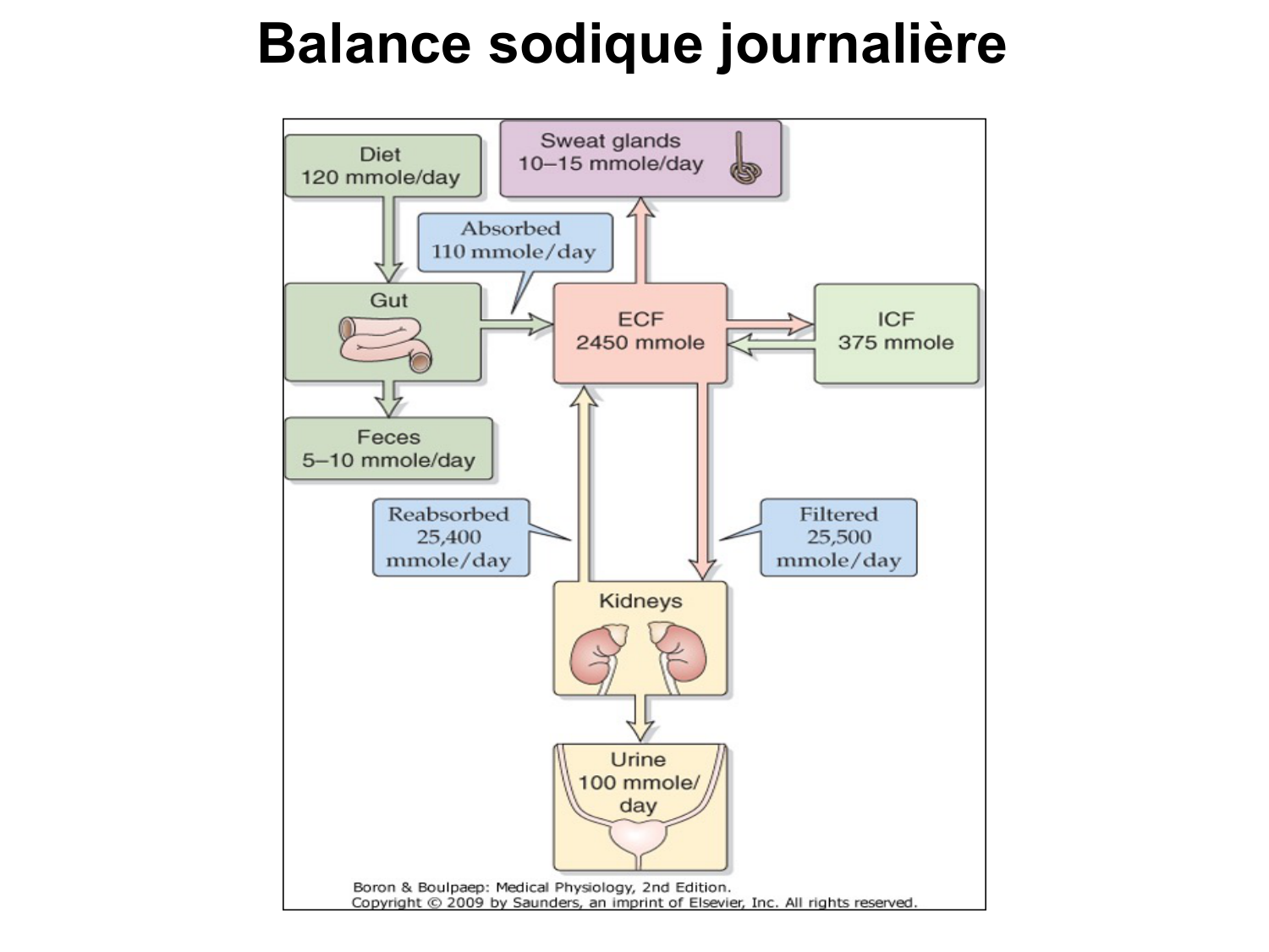 Système urinaire — introduction page 39