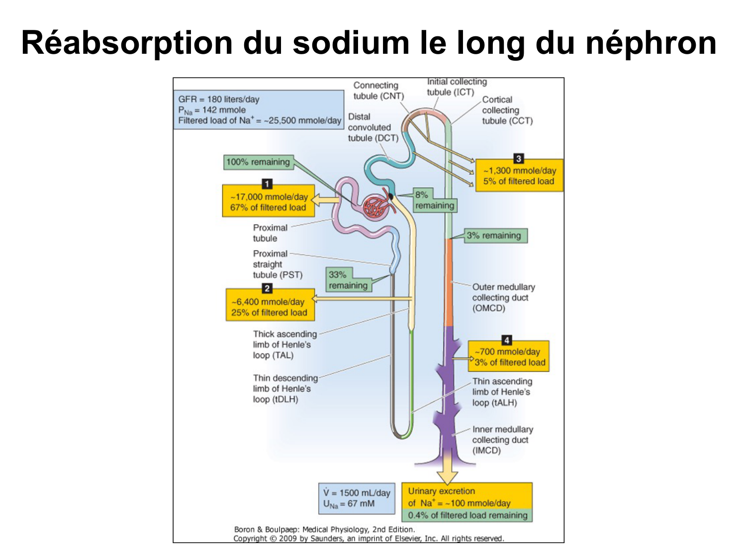 Système urinaire — introduction page 40