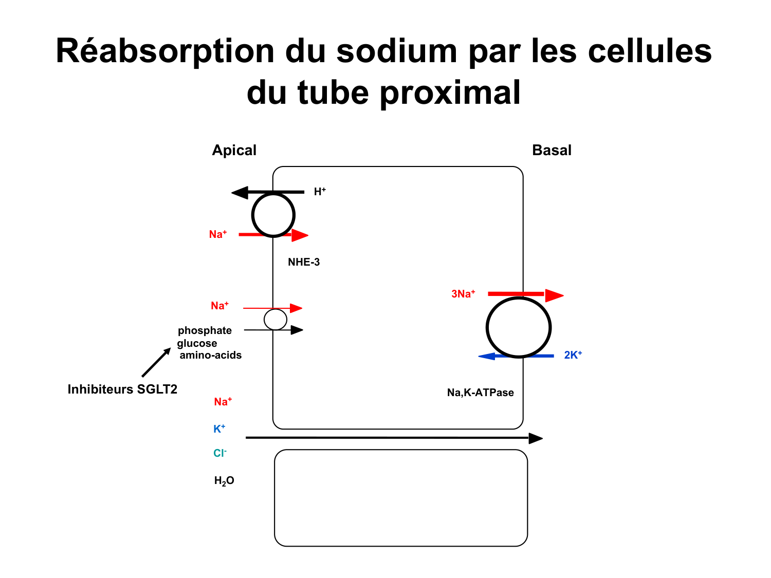 Système urinaire — introduction page 41