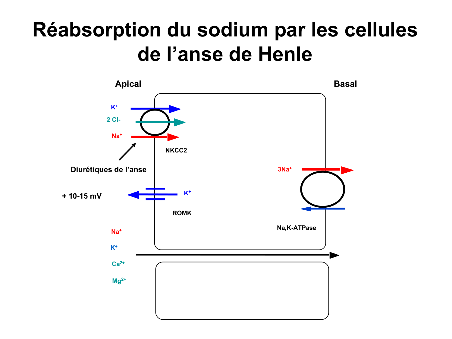 Système urinaire — introduction page 42