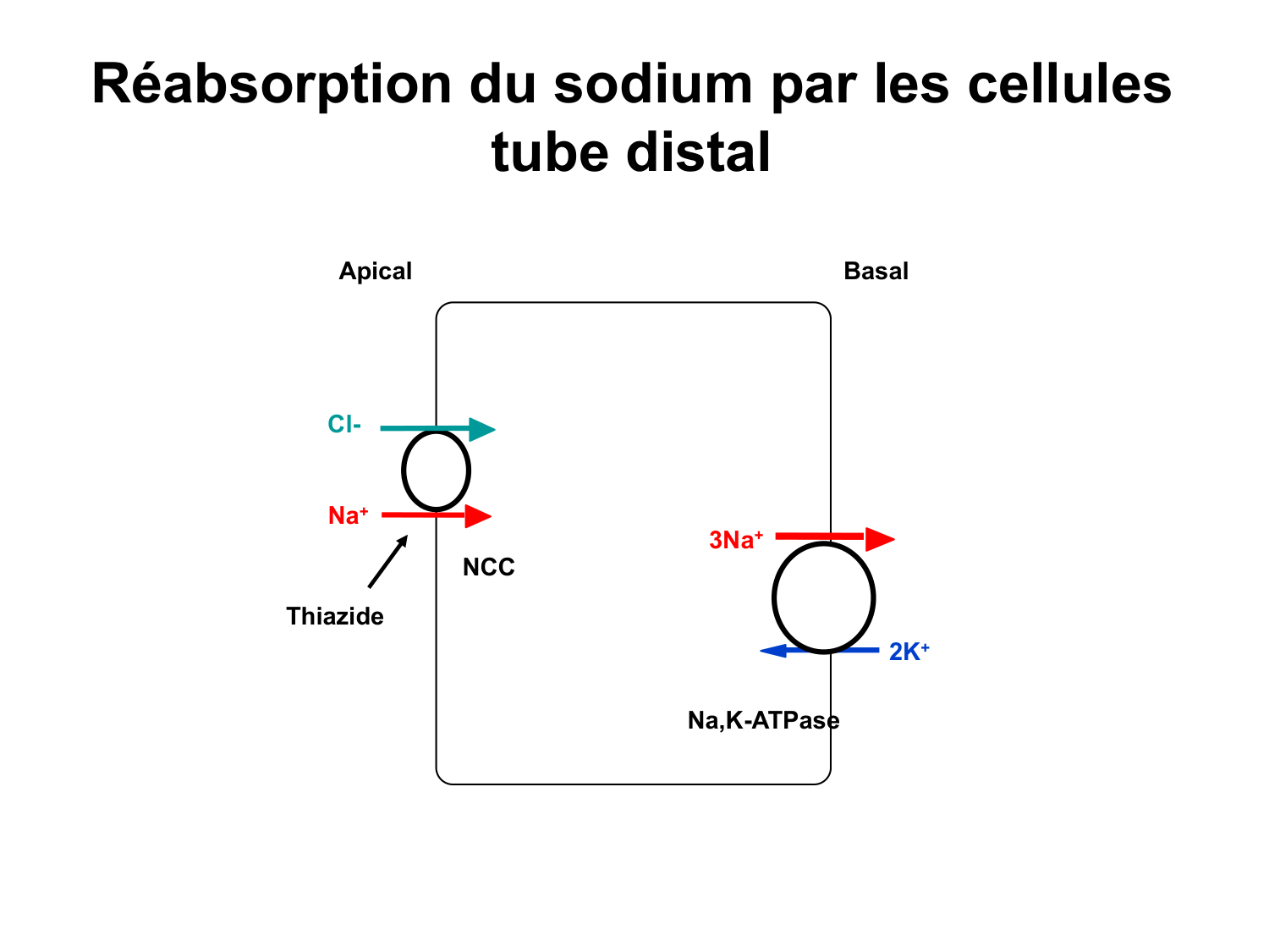 Système urinaire — introduction page 43