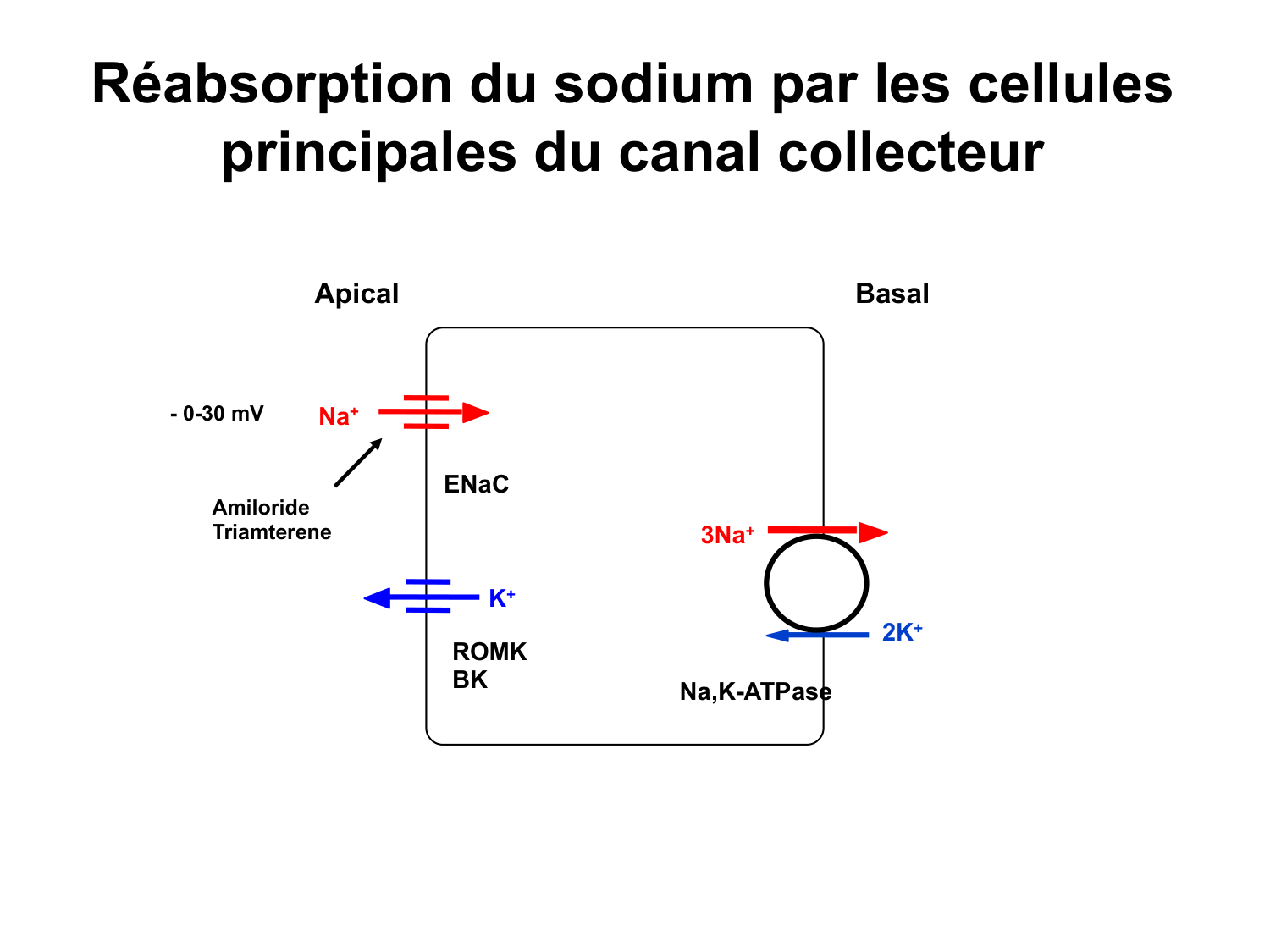 Système urinaire — introduction page 44