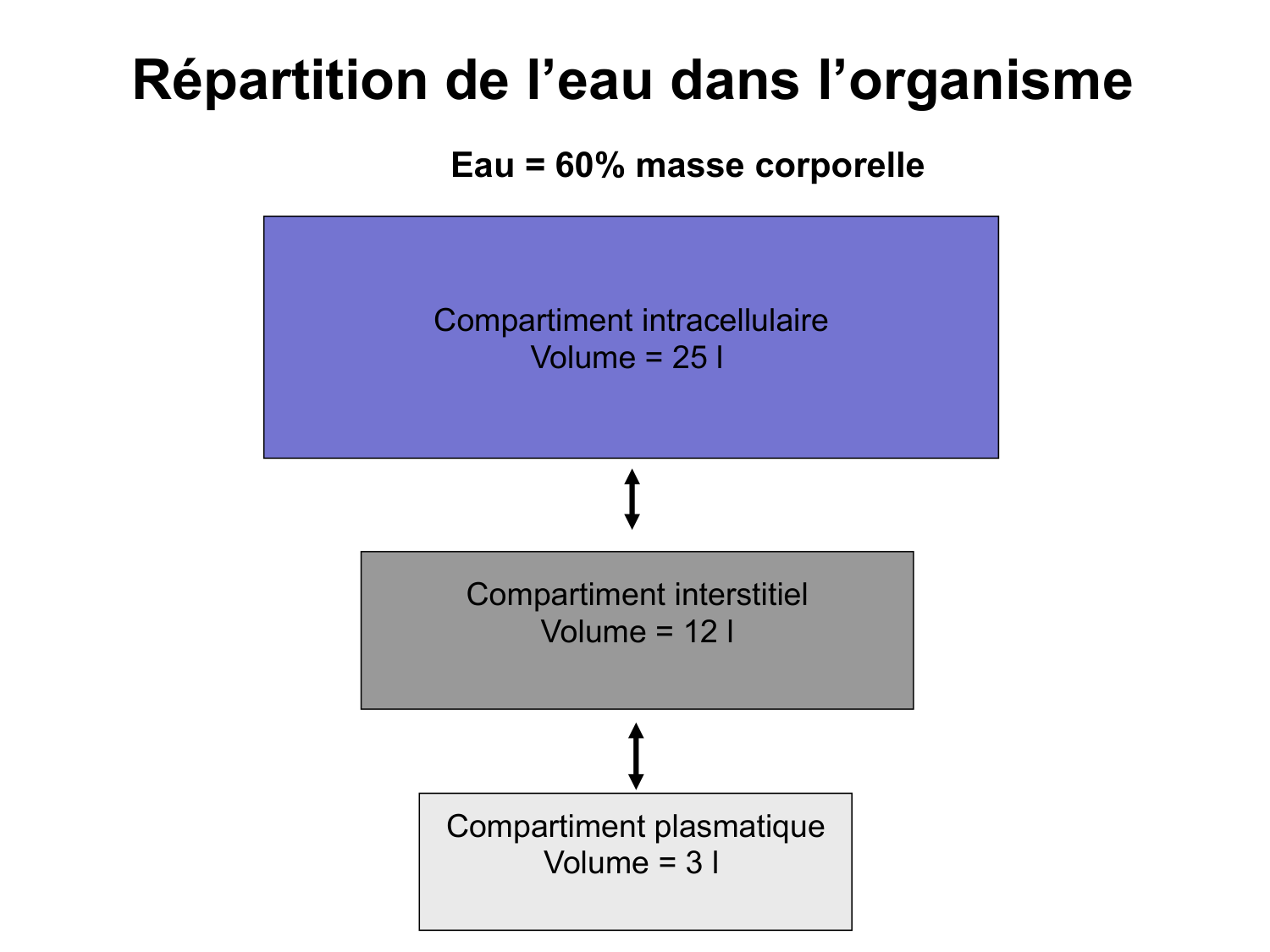 Système urinaire — introduction page 47