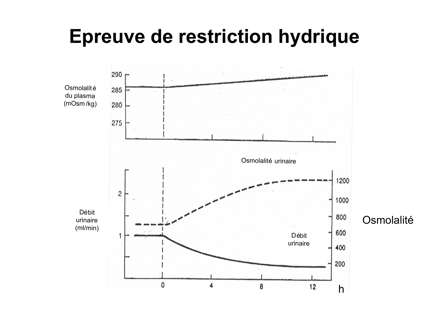 Système urinaire — introduction page 50