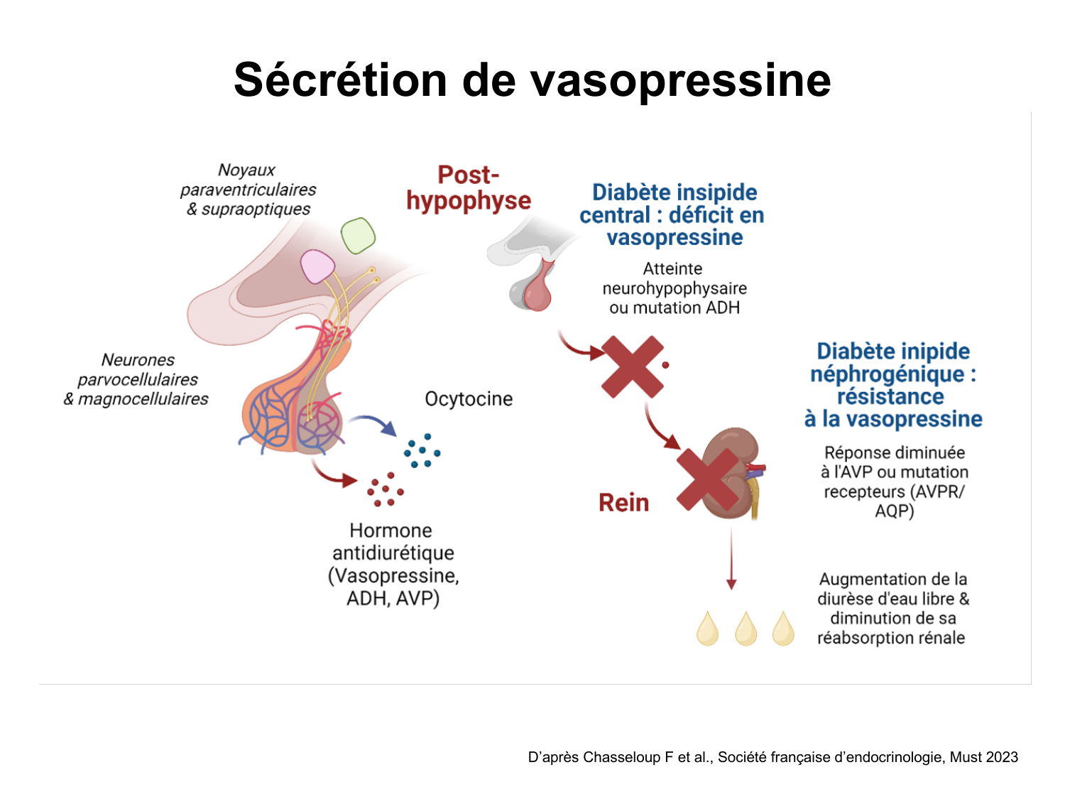 Système urinaire — introduction page 51