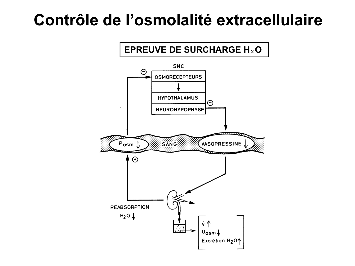 Système urinaire — introduction page 52