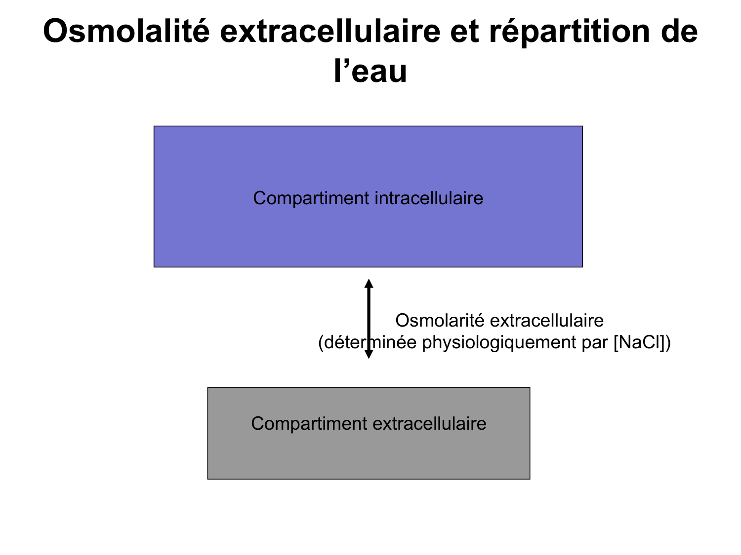 Système urinaire — introduction page 53