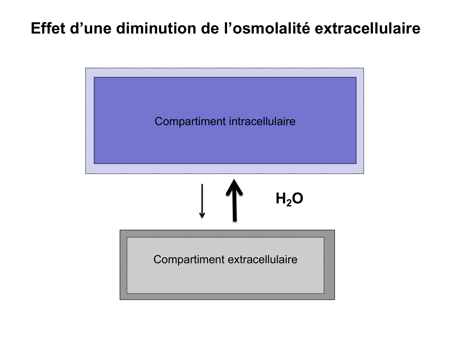 Système urinaire — introduction page 54