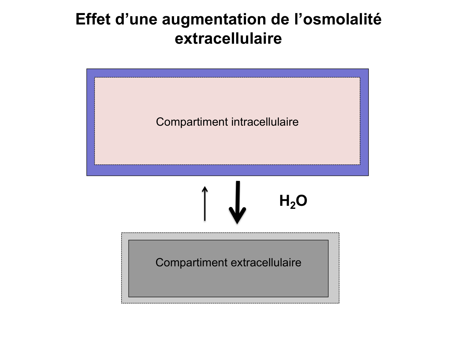 Système urinaire — introduction page 55