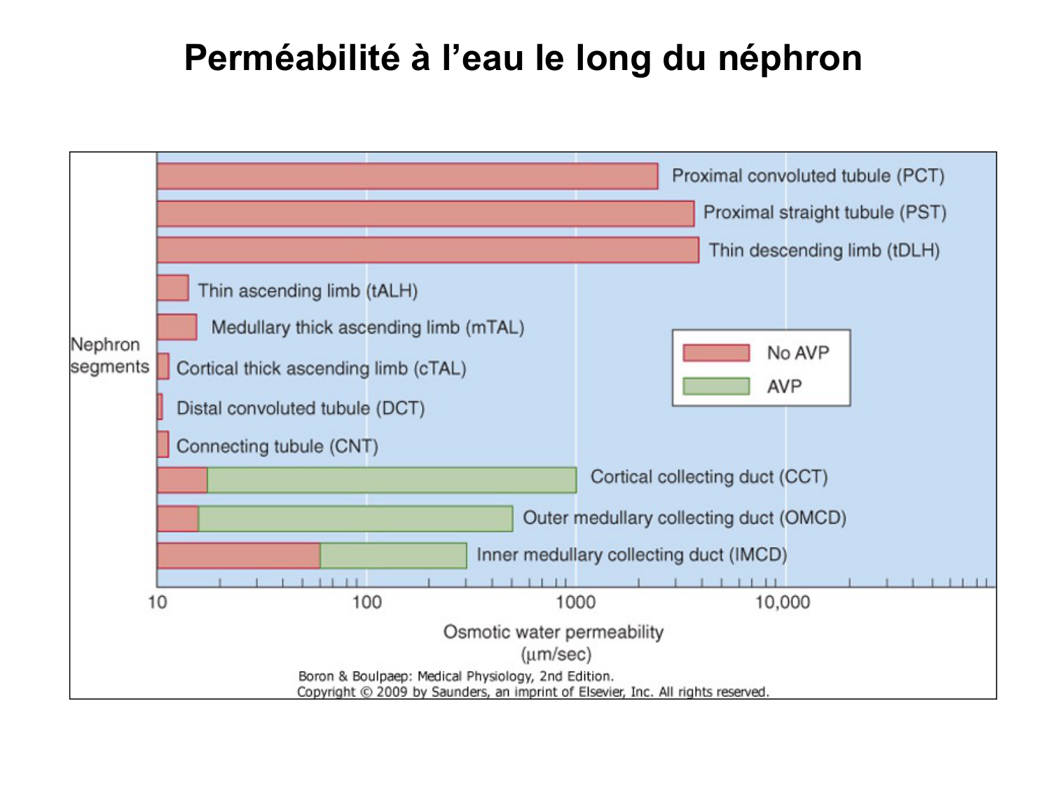 Système urinaire — introduction page 56