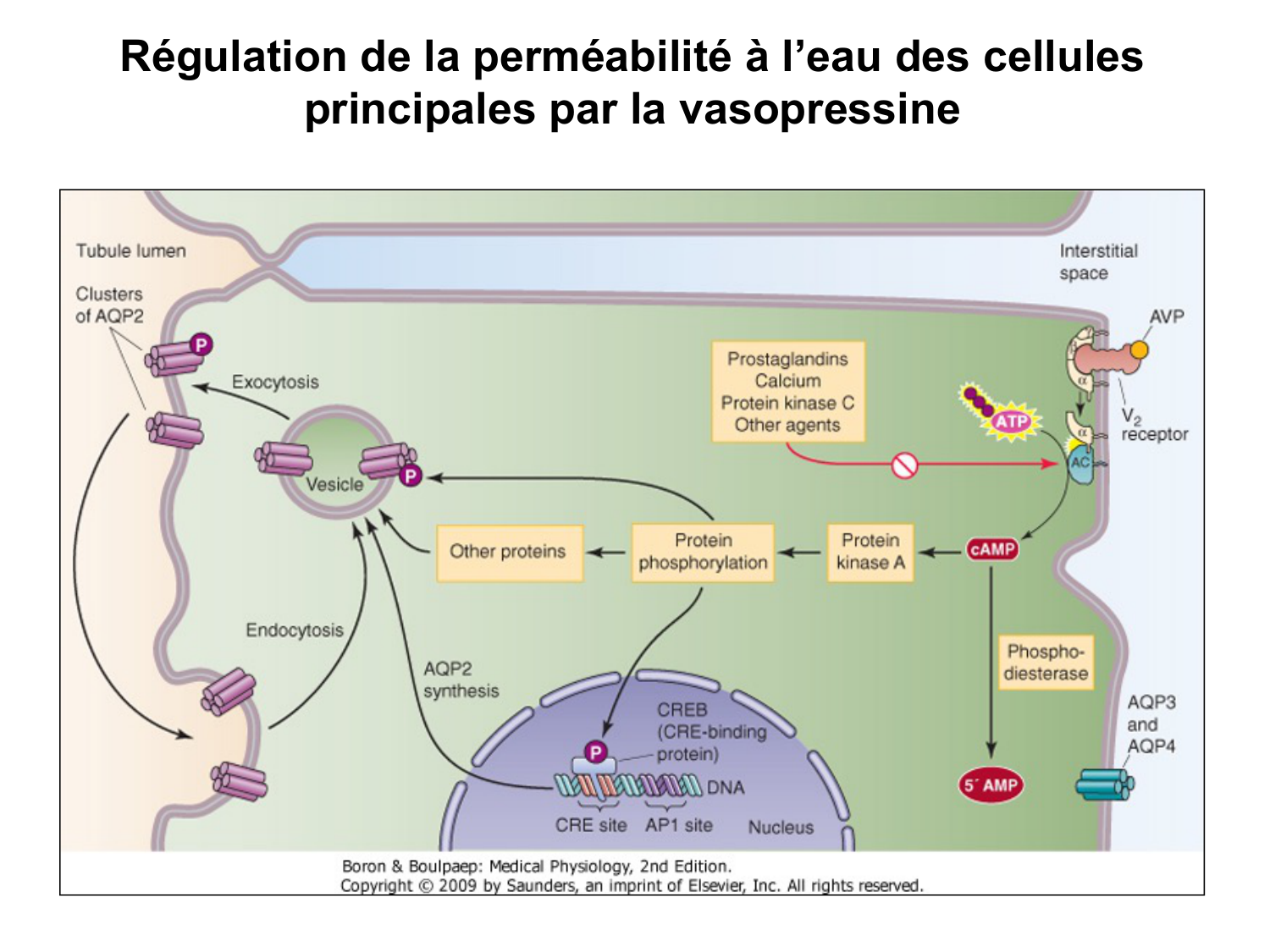 Système urinaire — introduction page 57