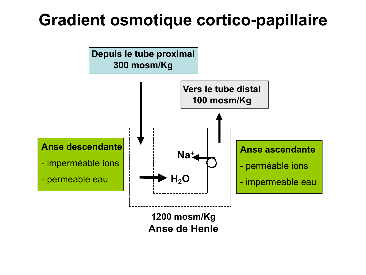 Système urinaire — introduction page 58