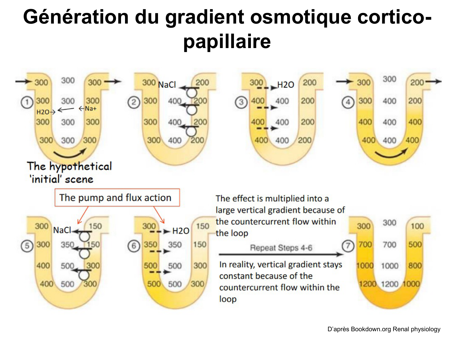 Système urinaire — introduction page 59