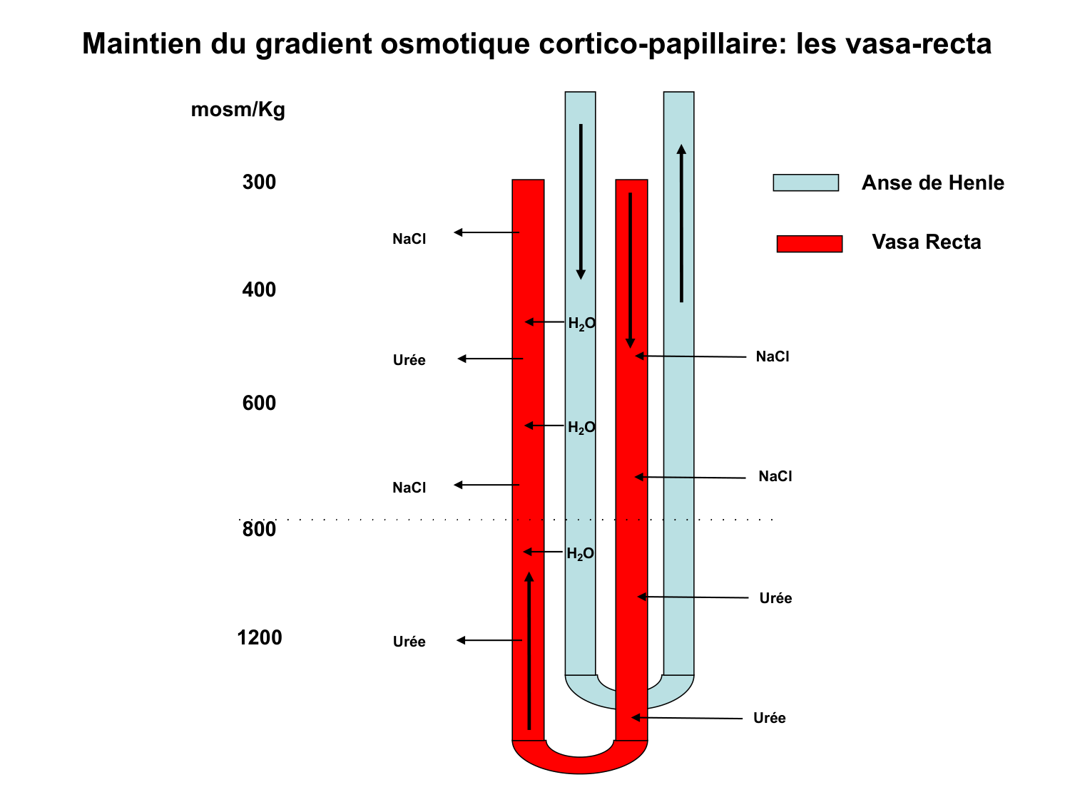 Système urinaire — introduction page 60