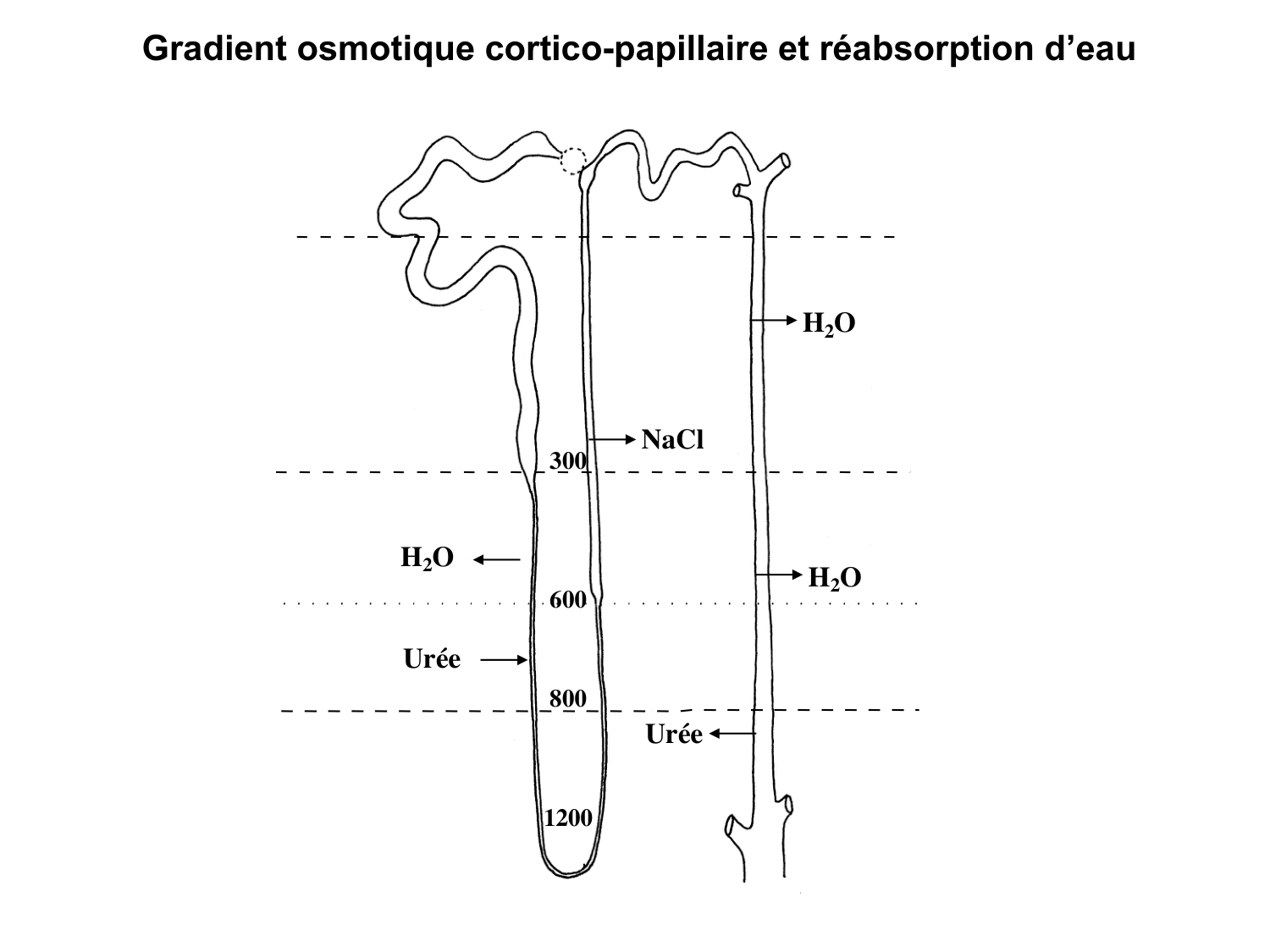 Système urinaire — introduction page 61