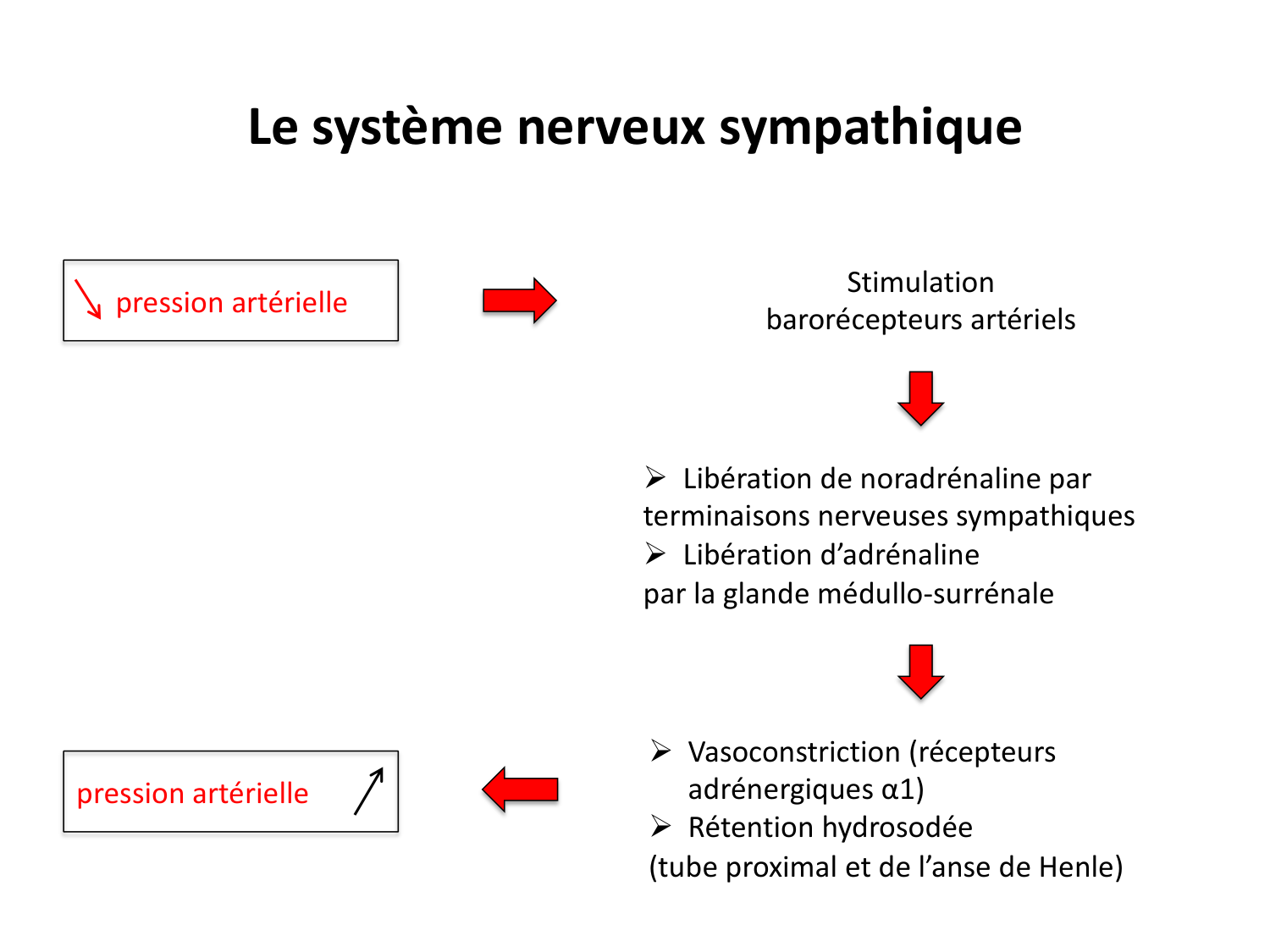 Système urinaire — introduction page 66