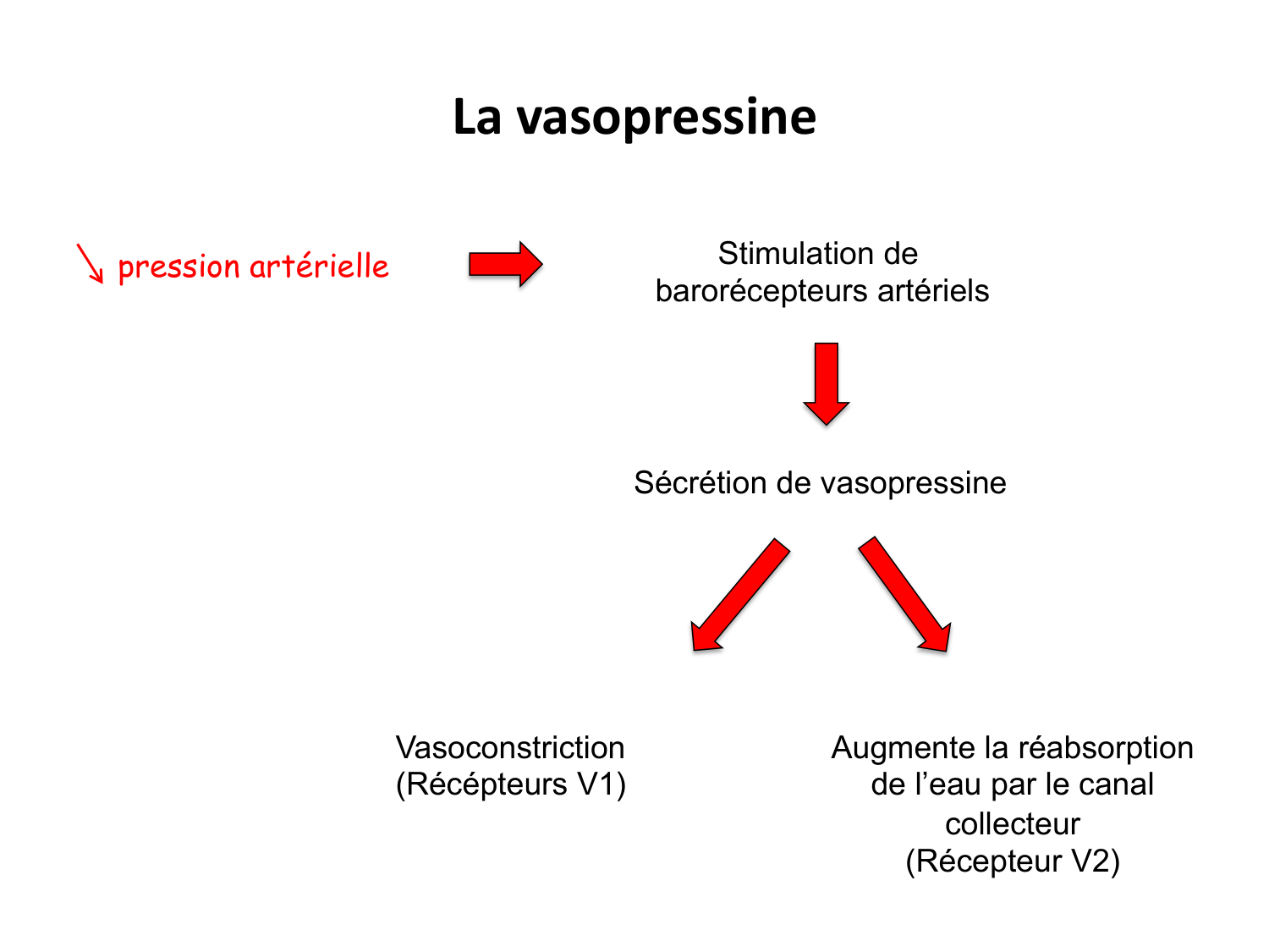 Système urinaire — introduction page 67