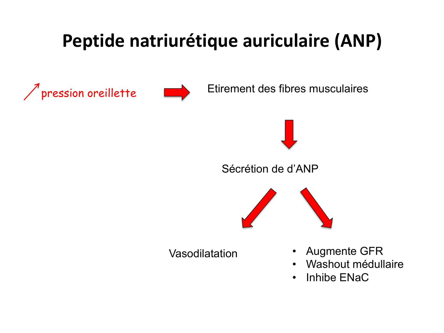 Système urinaire — introduction page 68