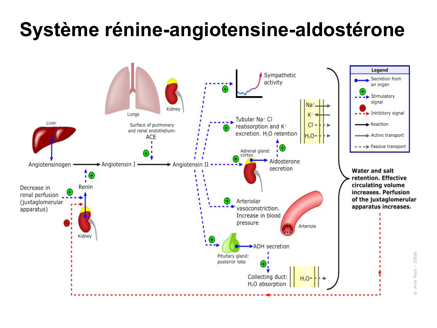Système urinaire — introduction page 69