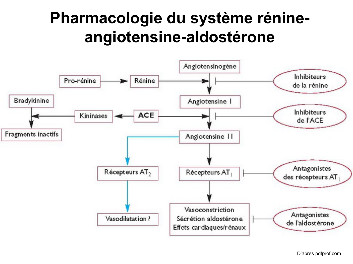 Système urinaire — introduction page 70