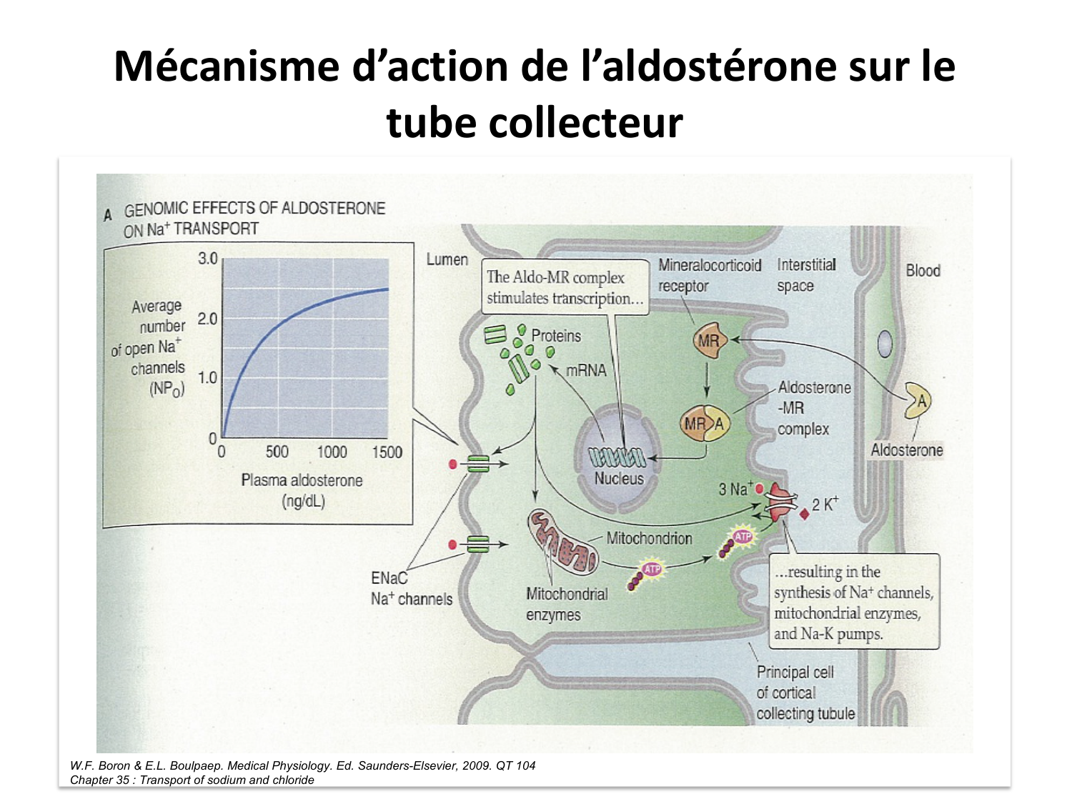 Système urinaire — introduction page 71