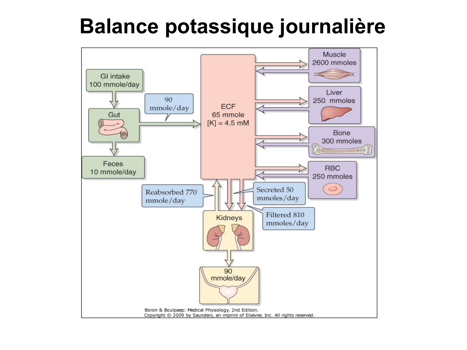 Système urinaire — introduction page 77