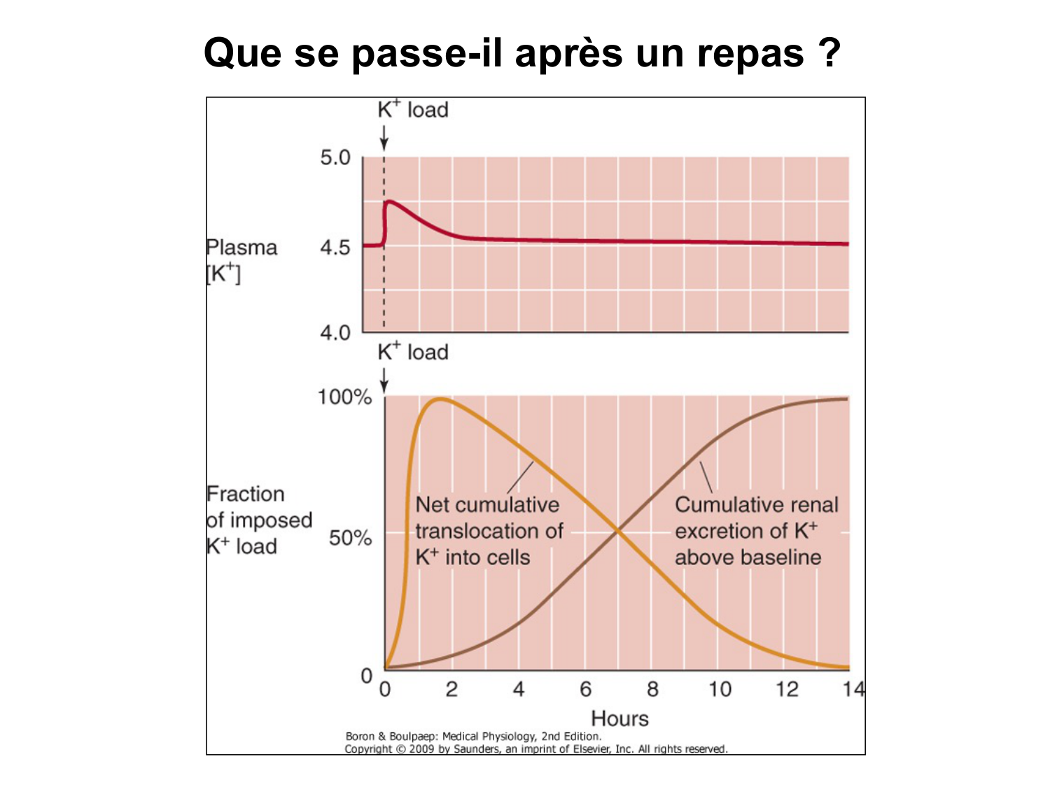 Système urinaire — introduction page 78