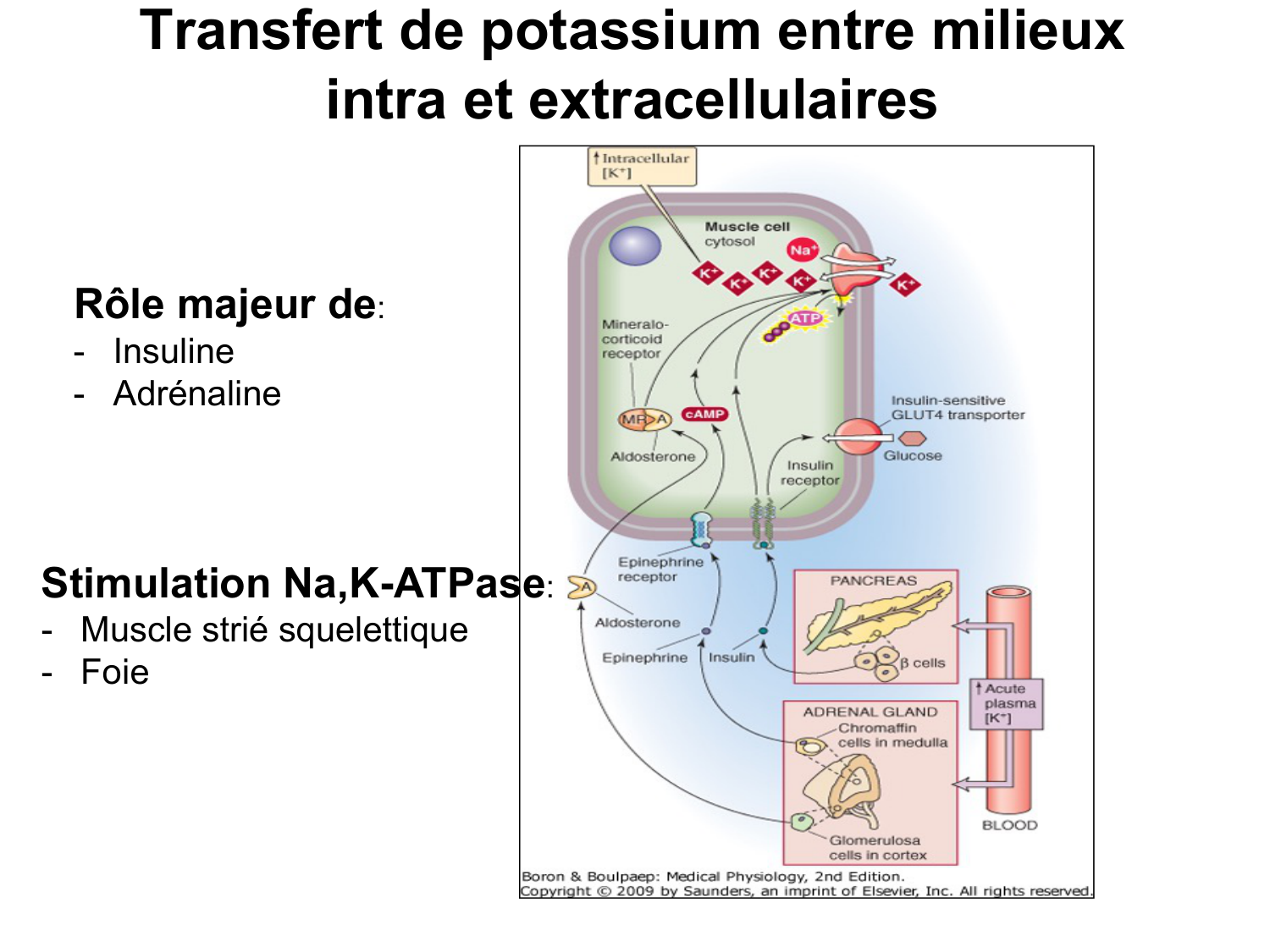 Système urinaire — introduction page 79