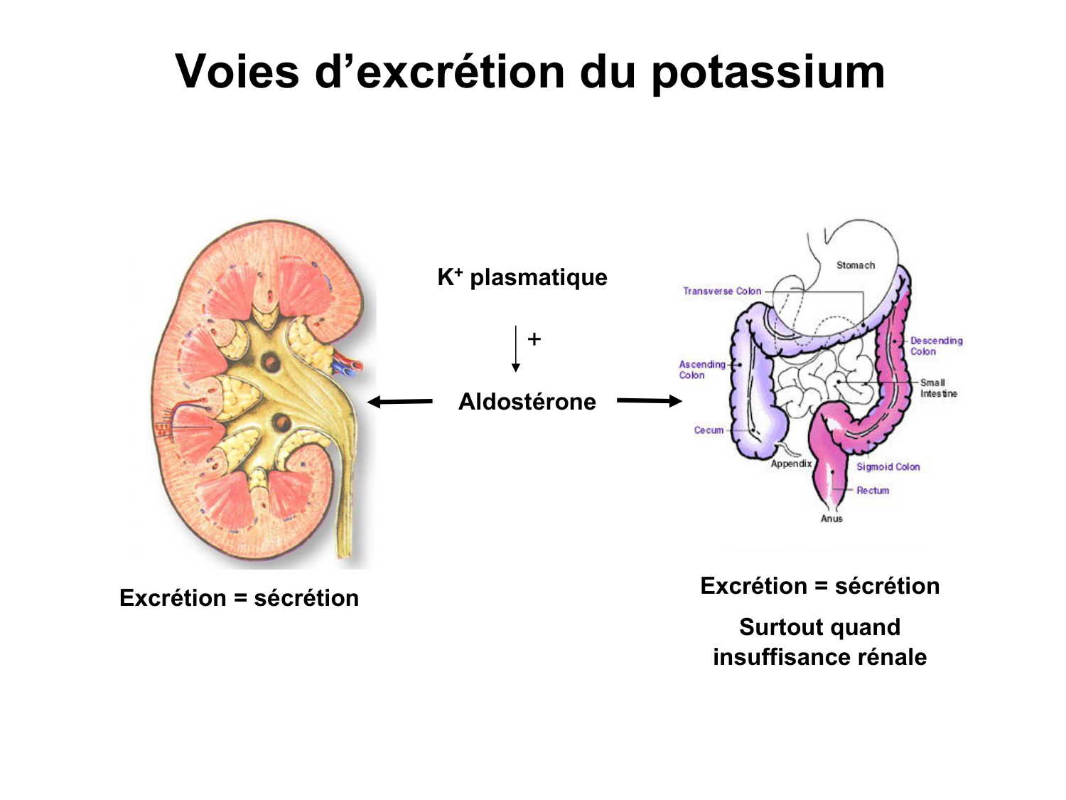 Système urinaire — introduction page 80