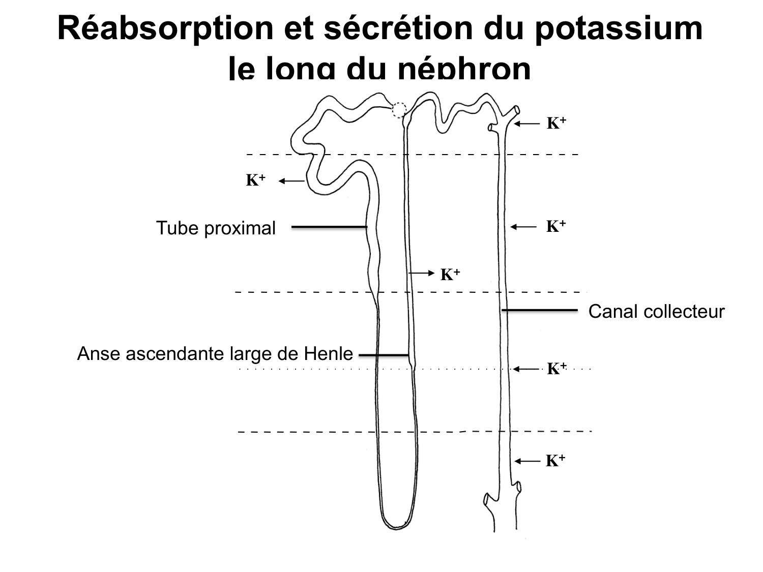 Système urinaire — introduction page 81