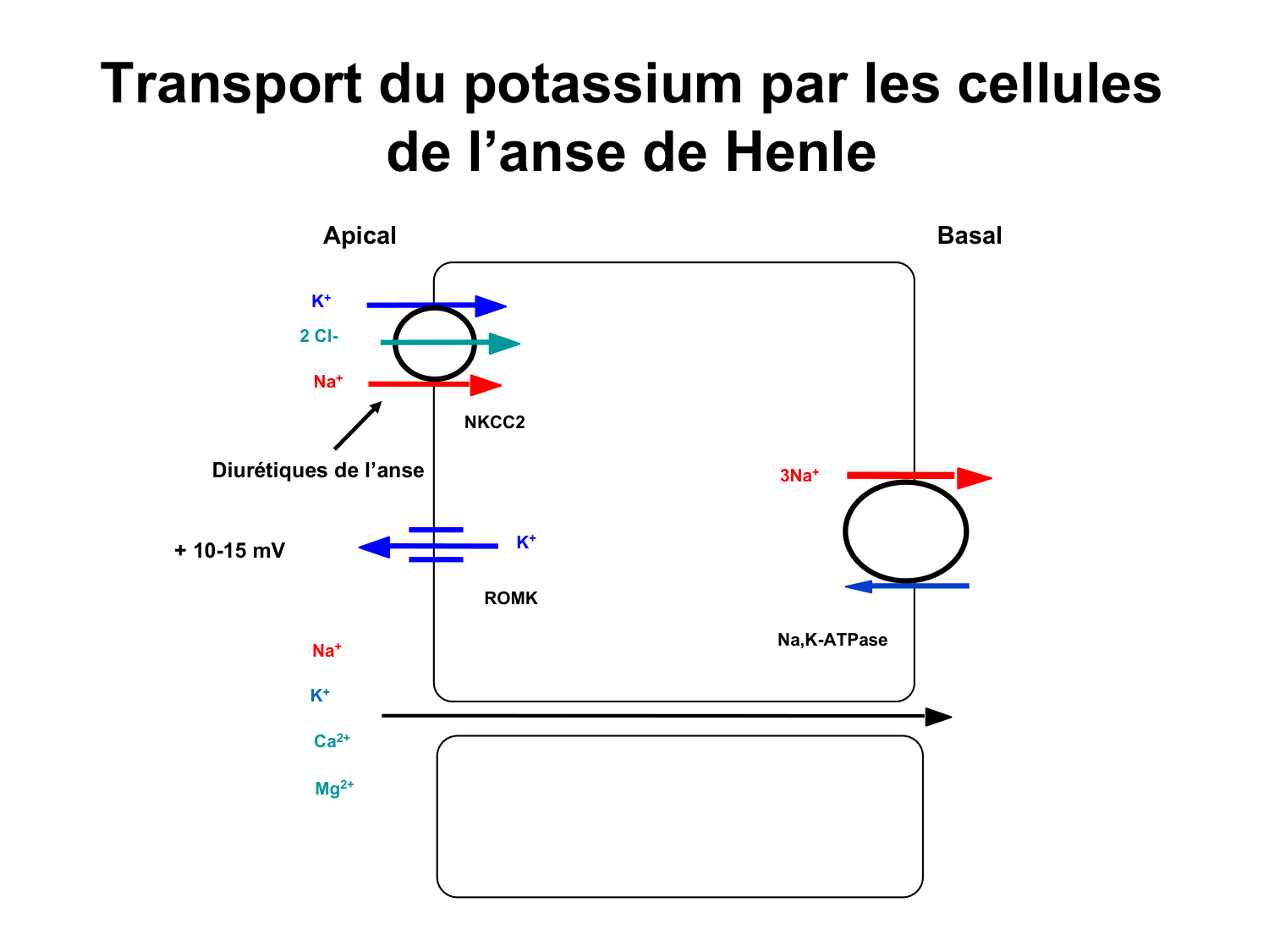 Système urinaire — introduction page 82