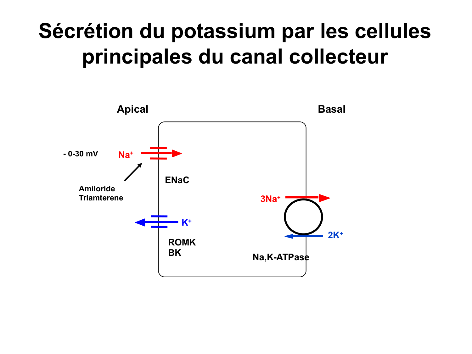 Système urinaire — introduction page 83
