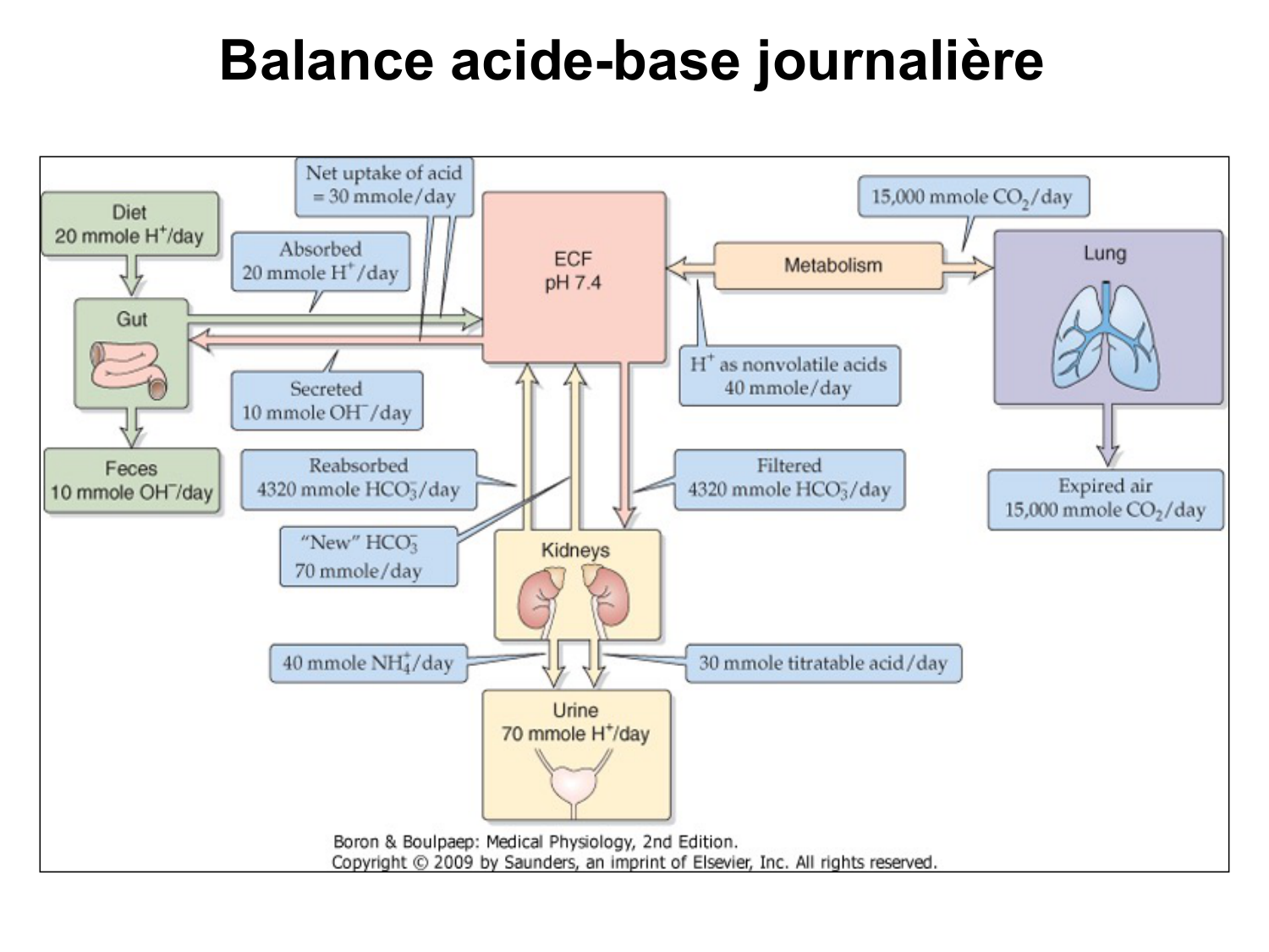 Système urinaire — introduction page 88