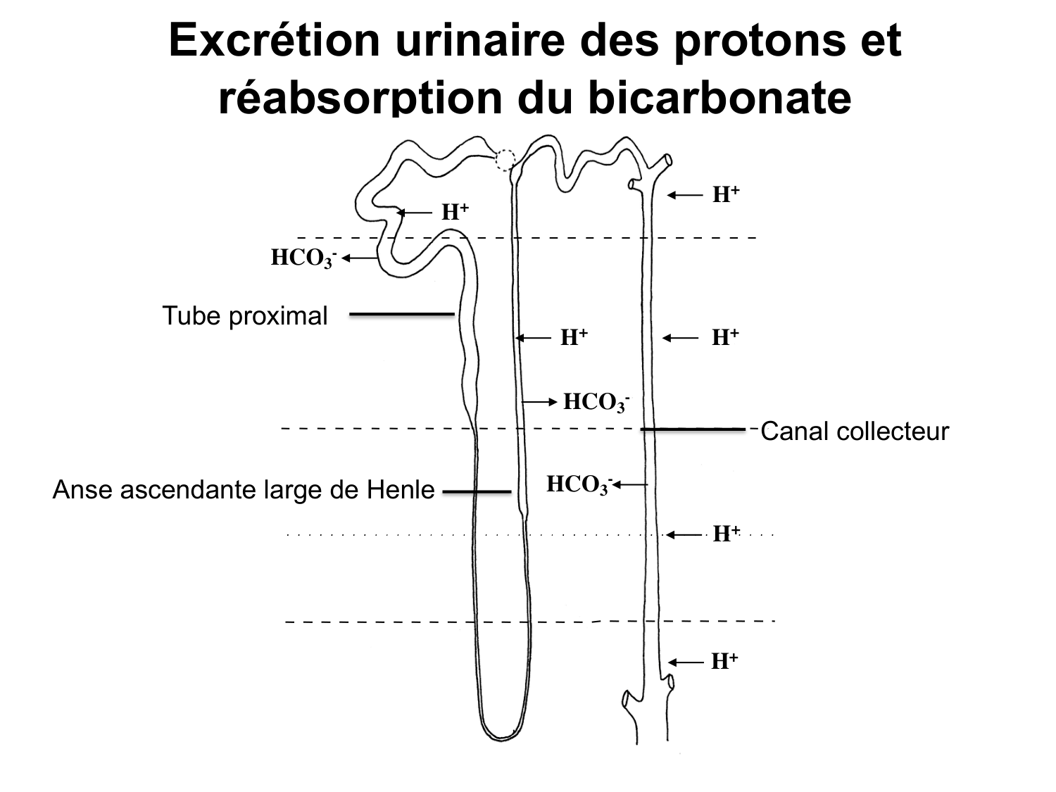 Système urinaire — introduction page 89