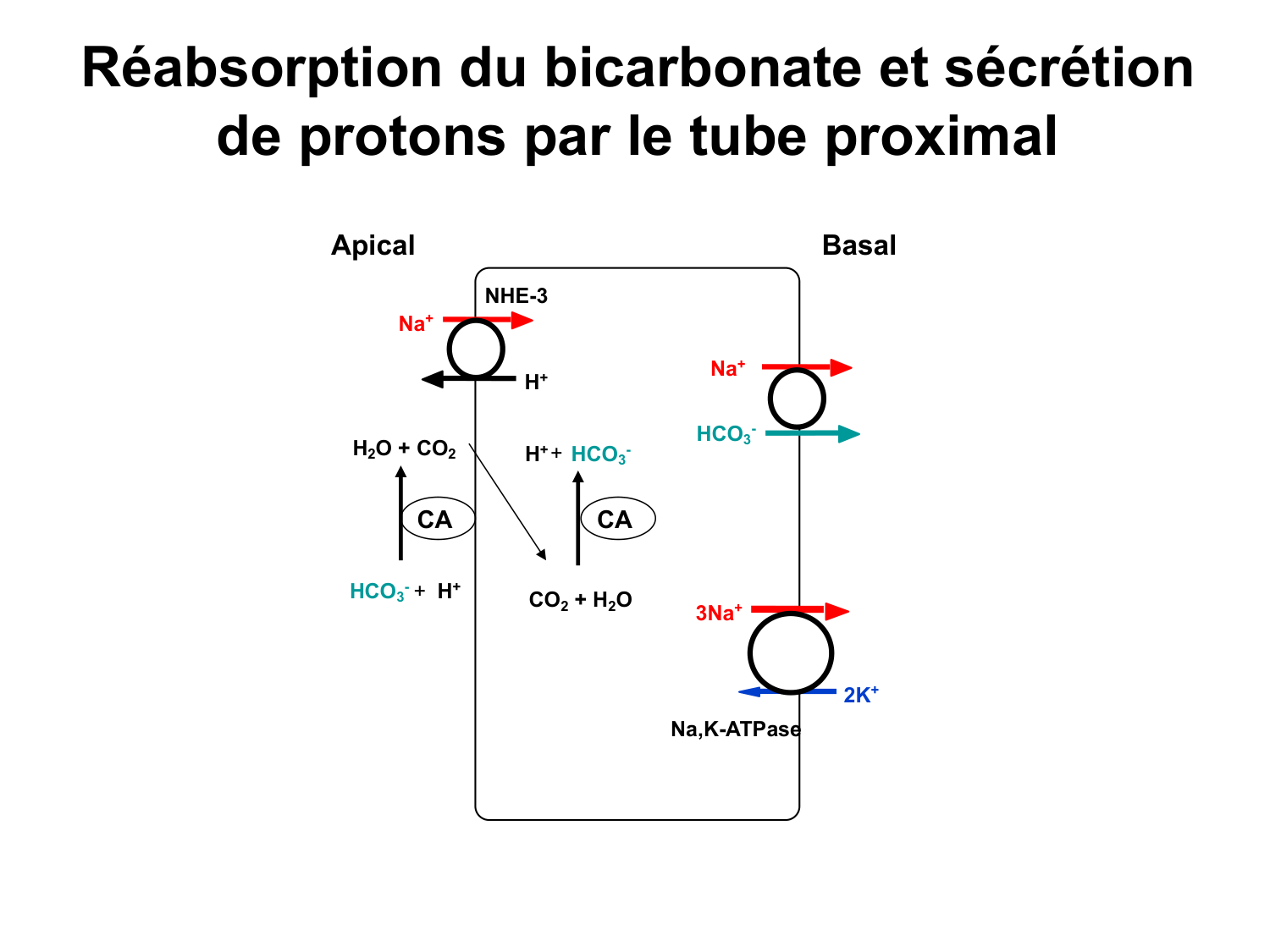 Système urinaire — introduction page 90