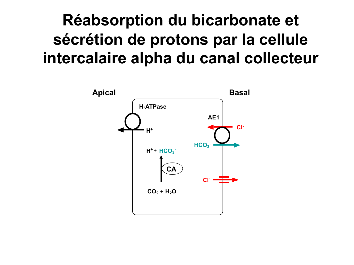 Système urinaire — introduction page 91